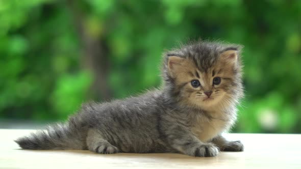 Cute Persian Kitten Lying On Table