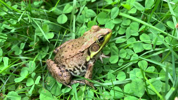 Common Water Frog Sitting Amidst Green Grass and Leaves Top View