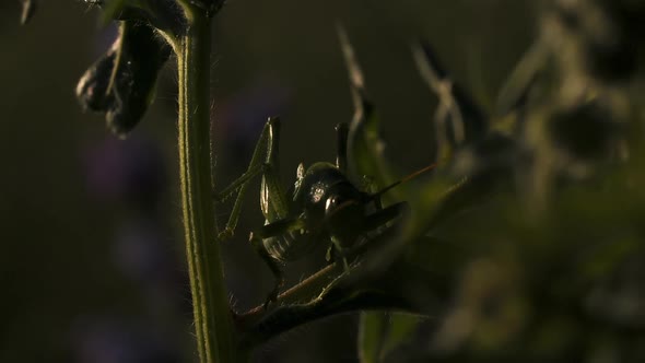 A Grasshopper Sits in the Grass on a Summer Sunny Day