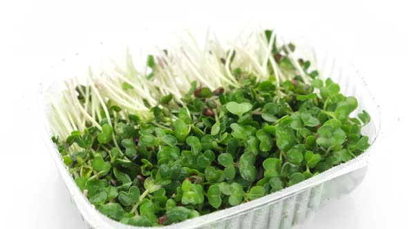 radish micro greens in container for delivery or sale on white background, rotate