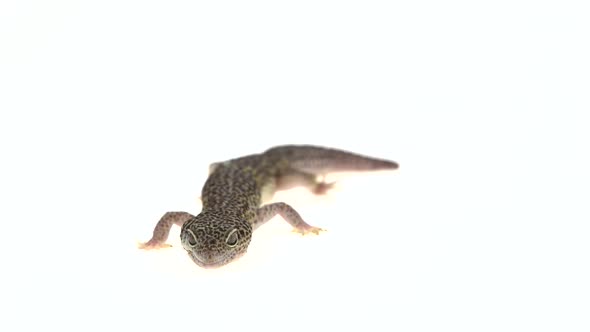 Leopard Gecko Standard Form, Eublepharis Macularius in White Background