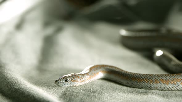 Snake in ultra slow motion 1500fps - SNAKES PHANTOM 