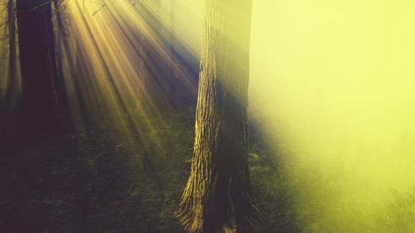 Sun Rays Deep in the Forest in Spring