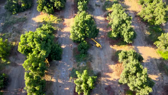 Aerial dolly in of harvester tractors between waru waru avocado plantations in a farm field on a sun