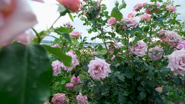 Beautiful delicate picturesque bush blooming roses on a summer day in the park. Rose garden.