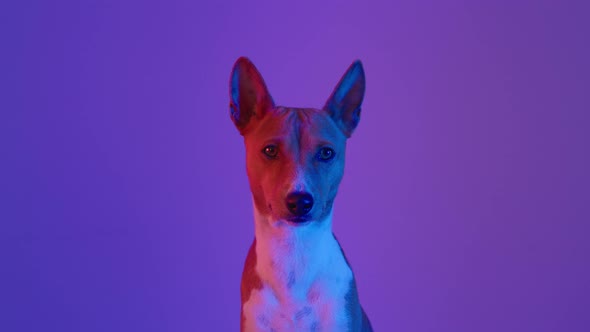 Adorable Cute Pet Dog on Purple Background