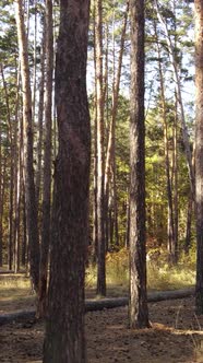 Vertical Video of Trees in the Forest in Autumn