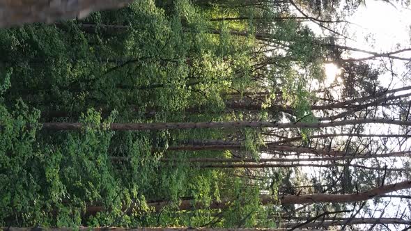 Vertical Video of a Beautiful Green Pine Forest on a Summer Day Slow Motion