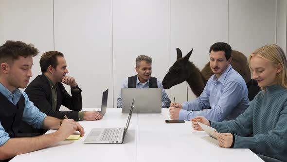 Llama present at a relaxed business meeting in a modern startup office.