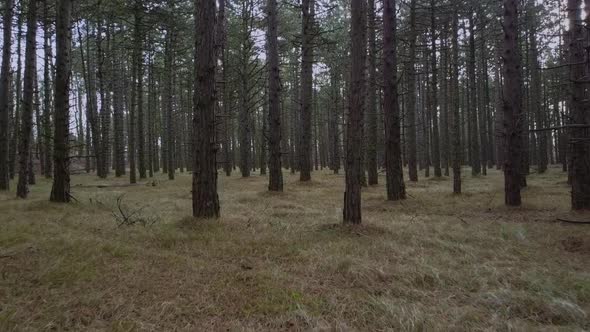 Walking among the trees in a forest.