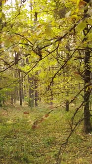 Vertical Video Autumn Forest with Trees By Day