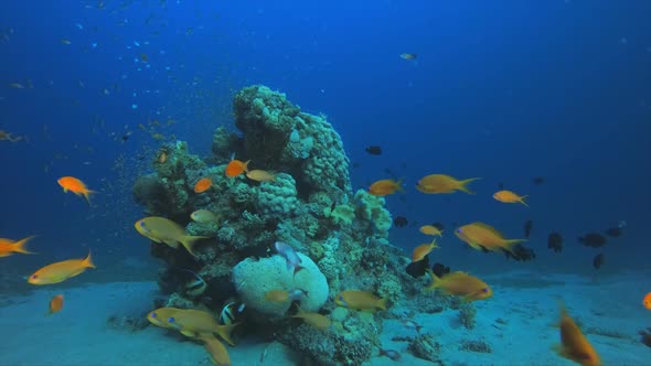 Tropical Blue Water Colorful Fishes