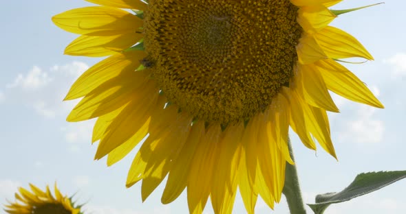 Sunflowers in the Field Swaying in the Wind.