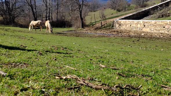 Two wild horses are seen eating grass in the distance. The scene is between hills and horses are a w