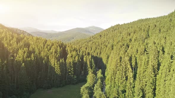 Aerial Drone View Flight Over Pine Tree Forest