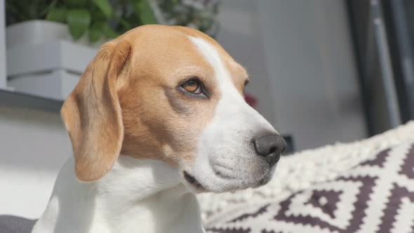 Head Closeup of Beagle Dog in Sun