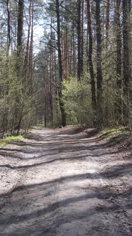 Vertical Video of a Road in the Forest