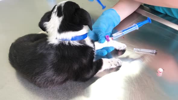 The Veterinarian Treats a Small Puppy He Gives an Injection to the Dog