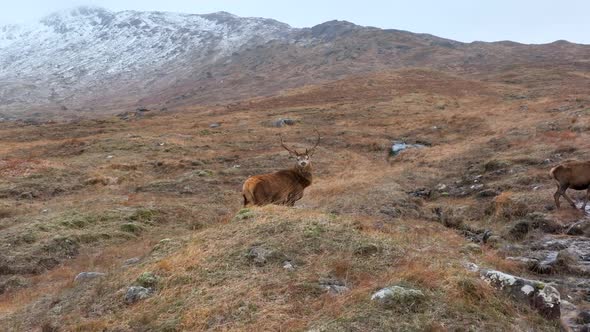 Majestic Red Deer Stag in Scotland Slow Motion