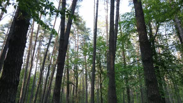 Wild Forest Landscape on a Summer Day