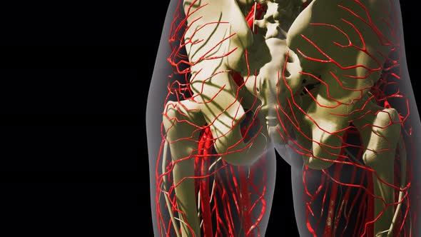 Science Anatomy of Human Blood Vessels alt