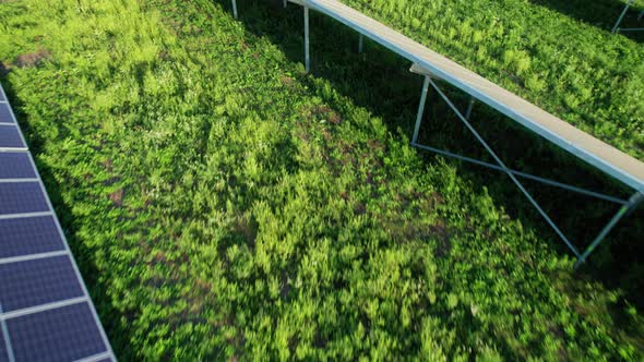 Aerial View of Solar Farm on the Green Field at Sunset Time Solar Panels in Row