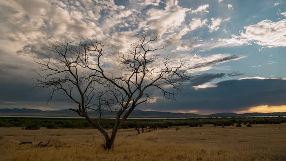 Time lapse of single tree in grassy field during sunset