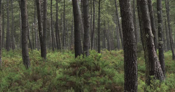 The Landes forest, Nouvelle Aquitaine, France. The Landes forest  is the largest man-made woodland i