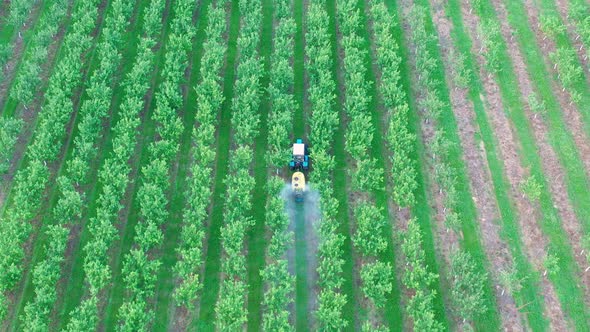 Tractor Spraying Apple Trees In Garden With Herbicides And Pesticides Aerial