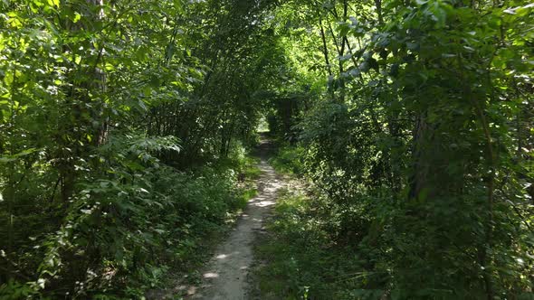 Forest with Trees on a Summer Day Slow Motion