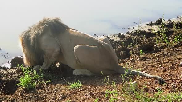 Back lit male African Lion drinks at watering hole in South Africa