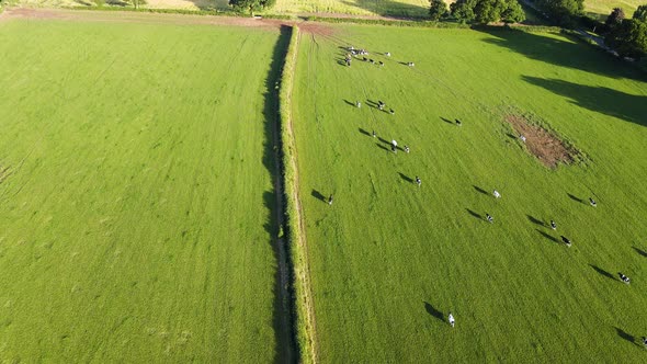 herd of cows run through a farmers field in rural English countryside. Cow farm. Drone 4K