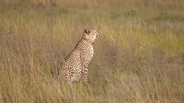 Cheetah walks to an other cheetah 