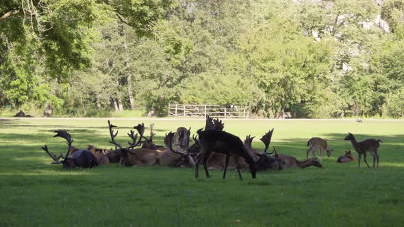 A Herd of Fallow Deer Rests and Grazes in a Meadow By a Forest on a Sunny Day