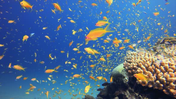 Reef Coral Garden Underwater Life