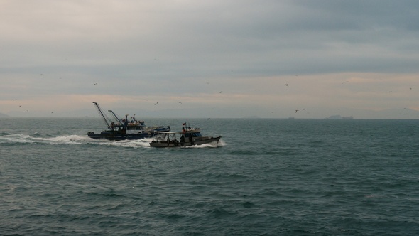 Fishing boats followed by seagulls