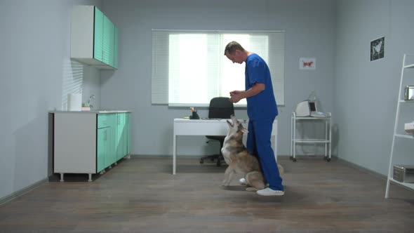 Veterinary Doctor in Uniform Trains a Husky in Cabinet