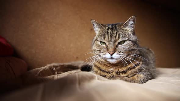 Funny Portrait Arrogant Shorthaired Domestic Tabby Cat Posing on Dark Brown Background