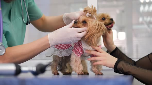 Vet Doctor Examining Cute Dog Yorkshire Terriers