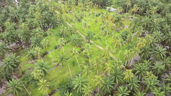 Fly over green coconut farm