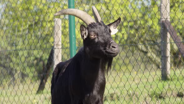 A Close Up View of a Black Billy Goat in Nature in a Garden.