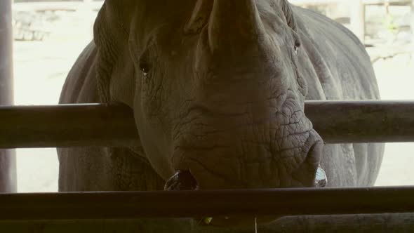 Big White Rhinoceros Standing Behind the Fence and Chews the Green Grass