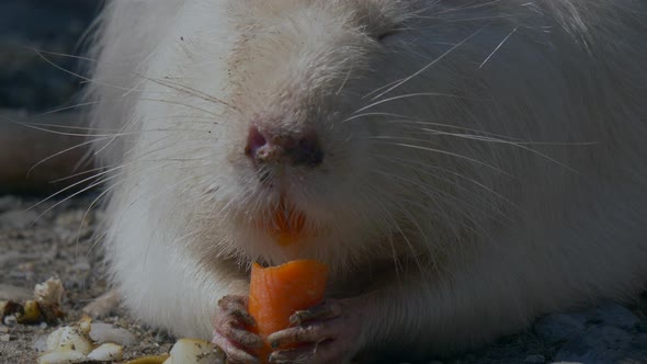 Macro shot of cute Nutri Coypu Animal eating healthy carrot outdoors during sunlight