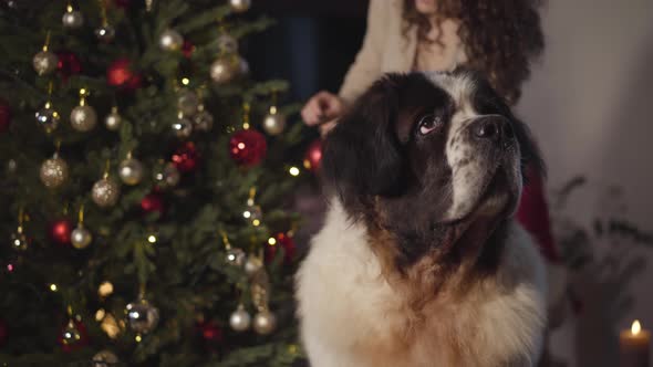 Close-up of Big Saint Bernard Standing in Front of Christmas Tree and Looking Around, Unrecognizable