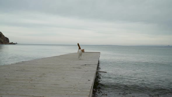 A playful cat walking on the pier near the sea in a cloudy weather