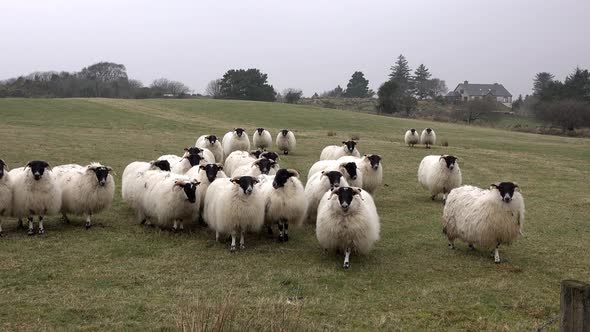 Funny Curious Sheep Looking and Walking Towards the Camera