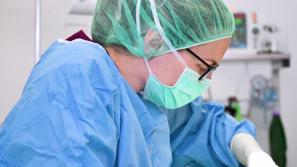 Female Veterinary Surgeon Operating in the Operating Room of a Veterinary Clinic