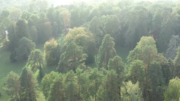 Beautiful flight over the park in summer. Trees with green leaves.