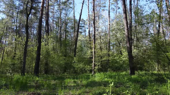 Green Forest During the Day Aerial View