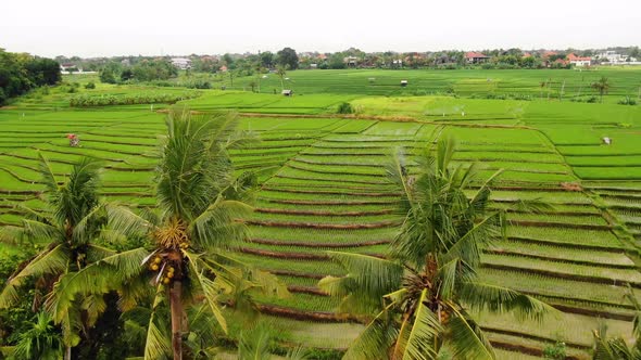 Beautiful drone clip over terraced and fertile rice paddies in Canggu Bali during a clear sunny day